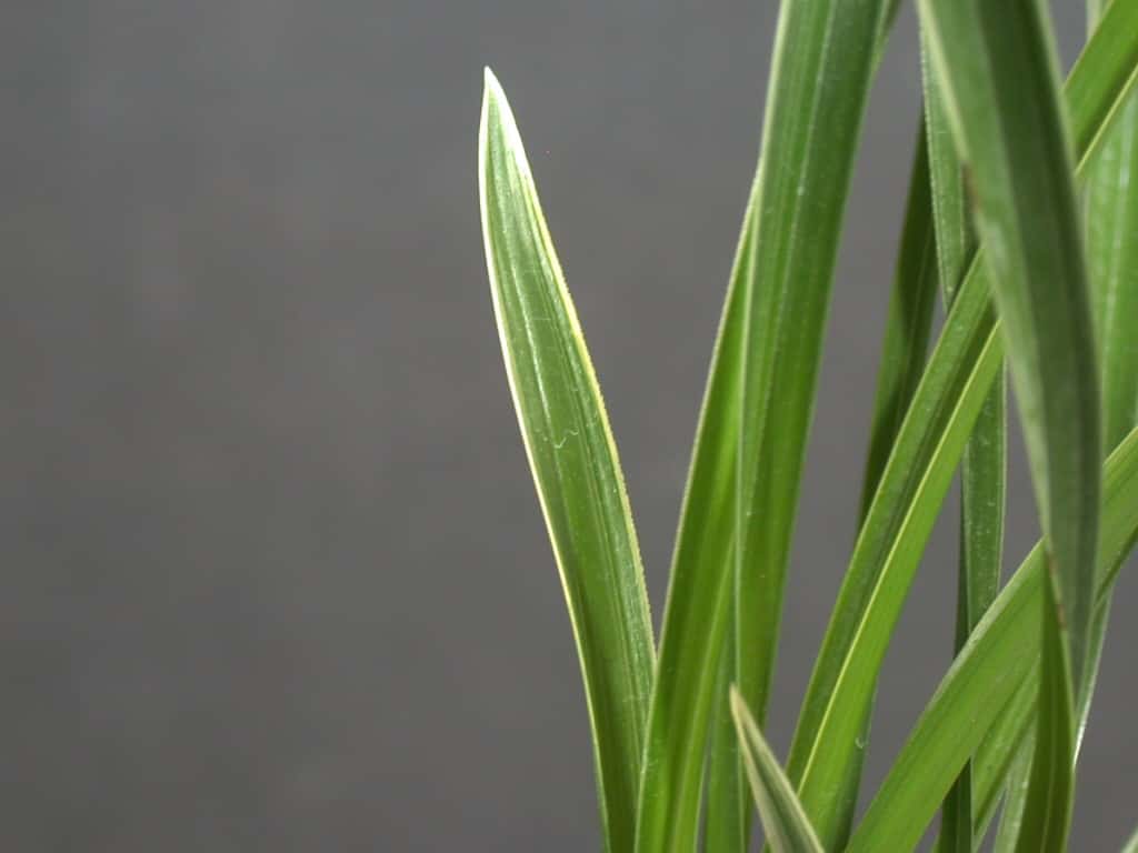 복륜 2