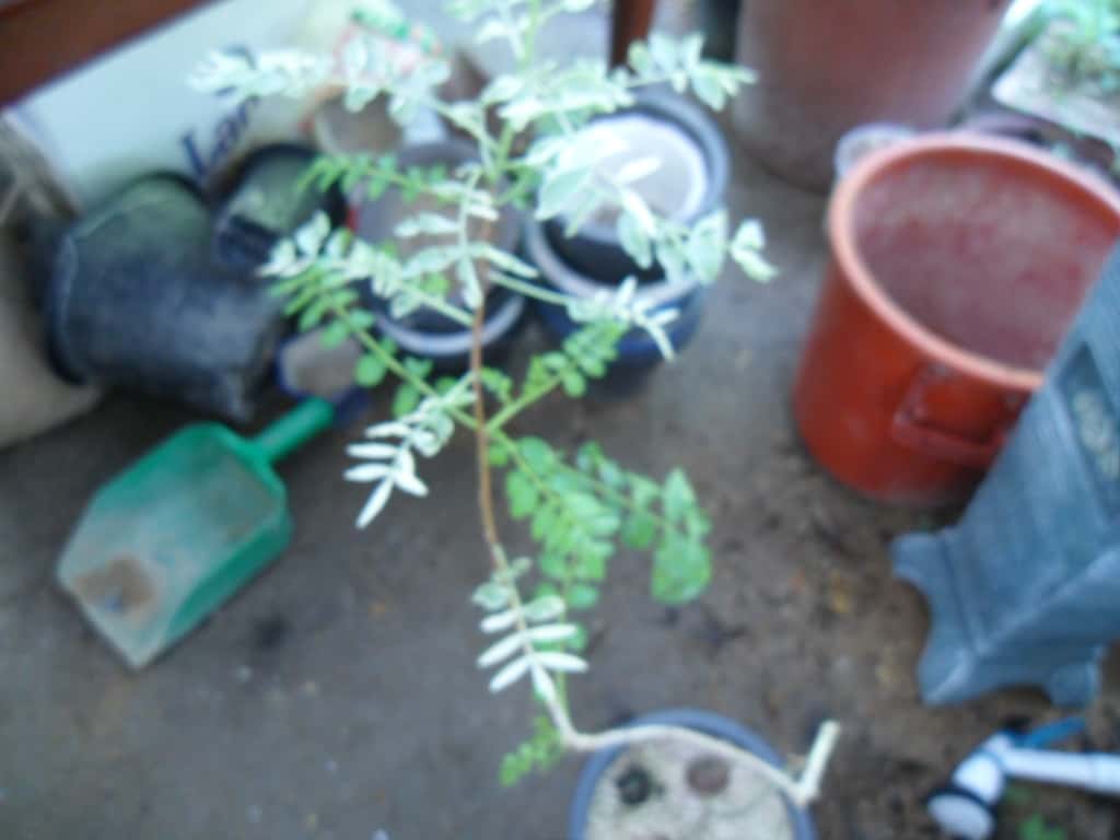 산초나무 2
