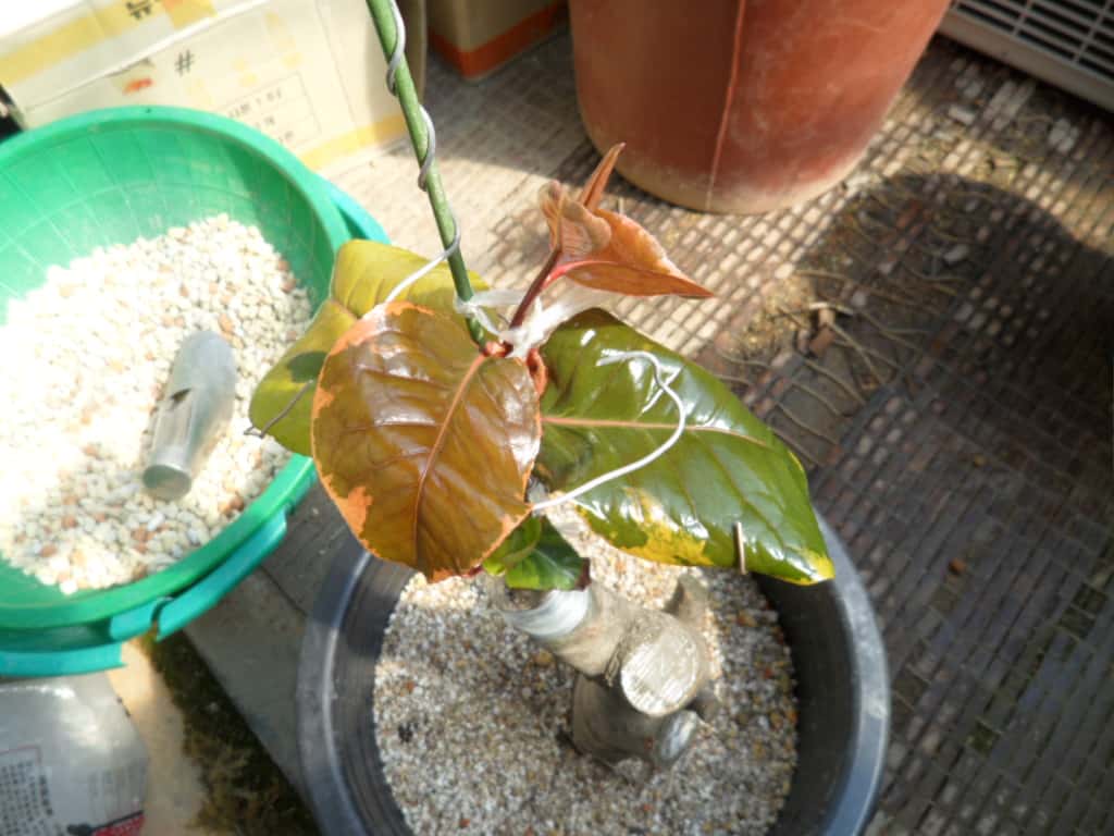 동백    해남 3