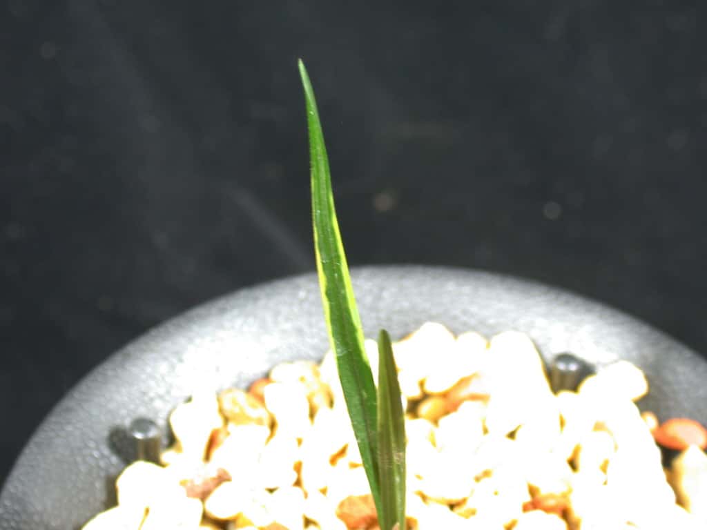 서반 2