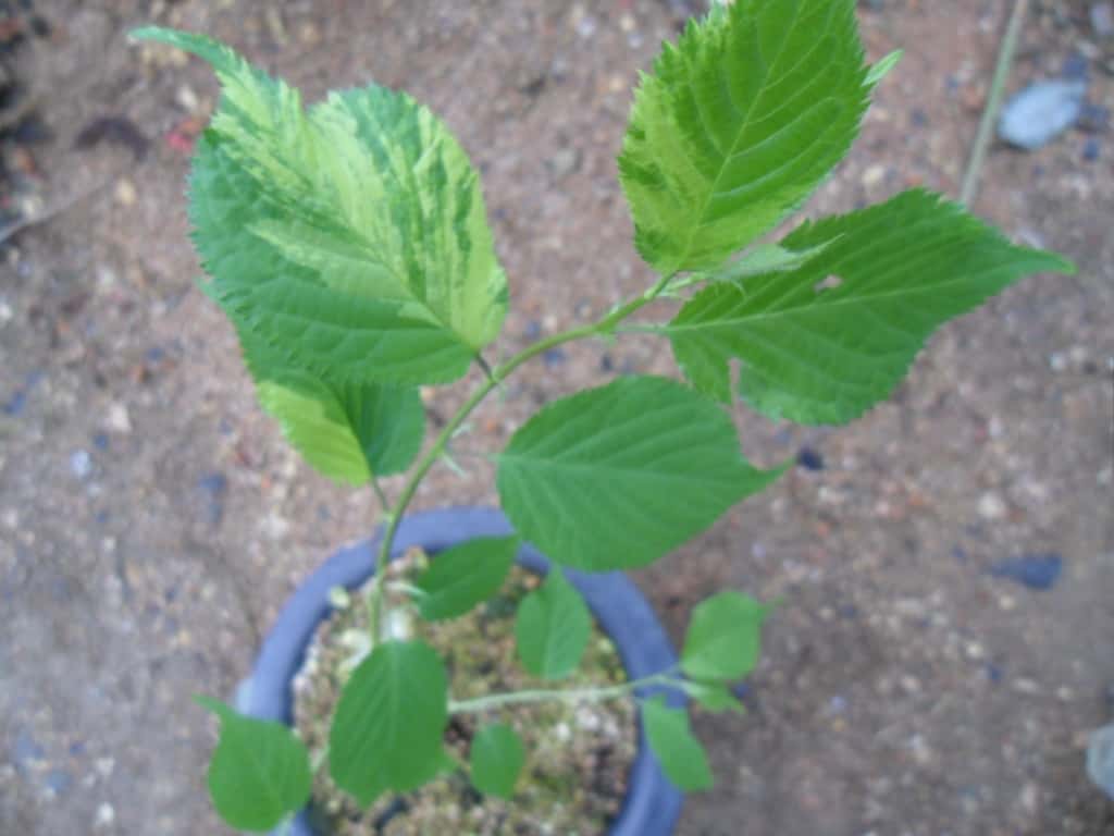 산벗나무 3