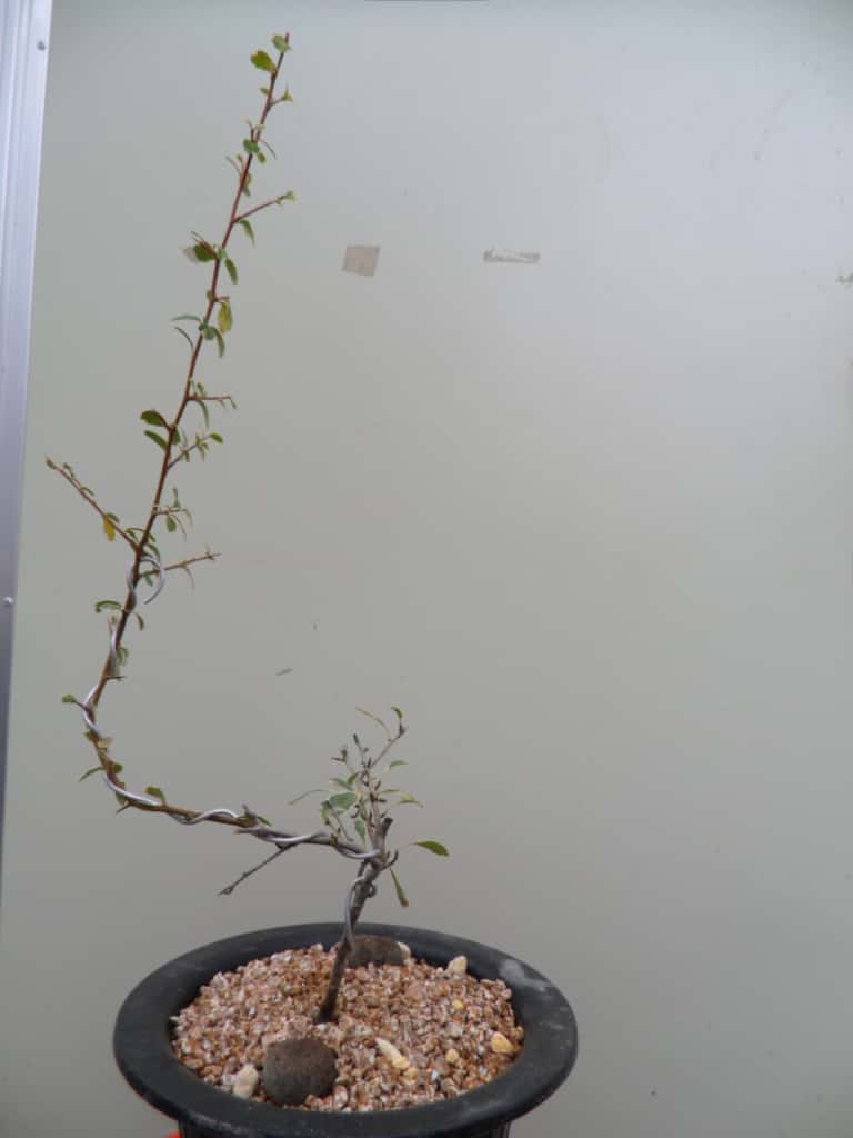 피라칸산스 3