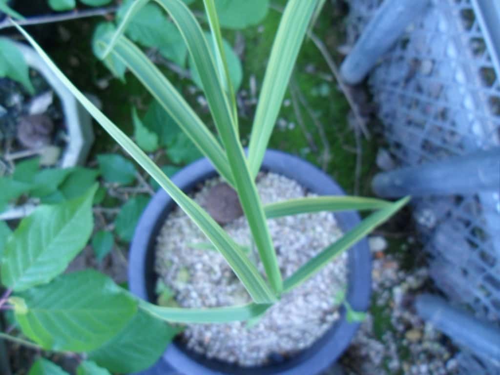 억새 1