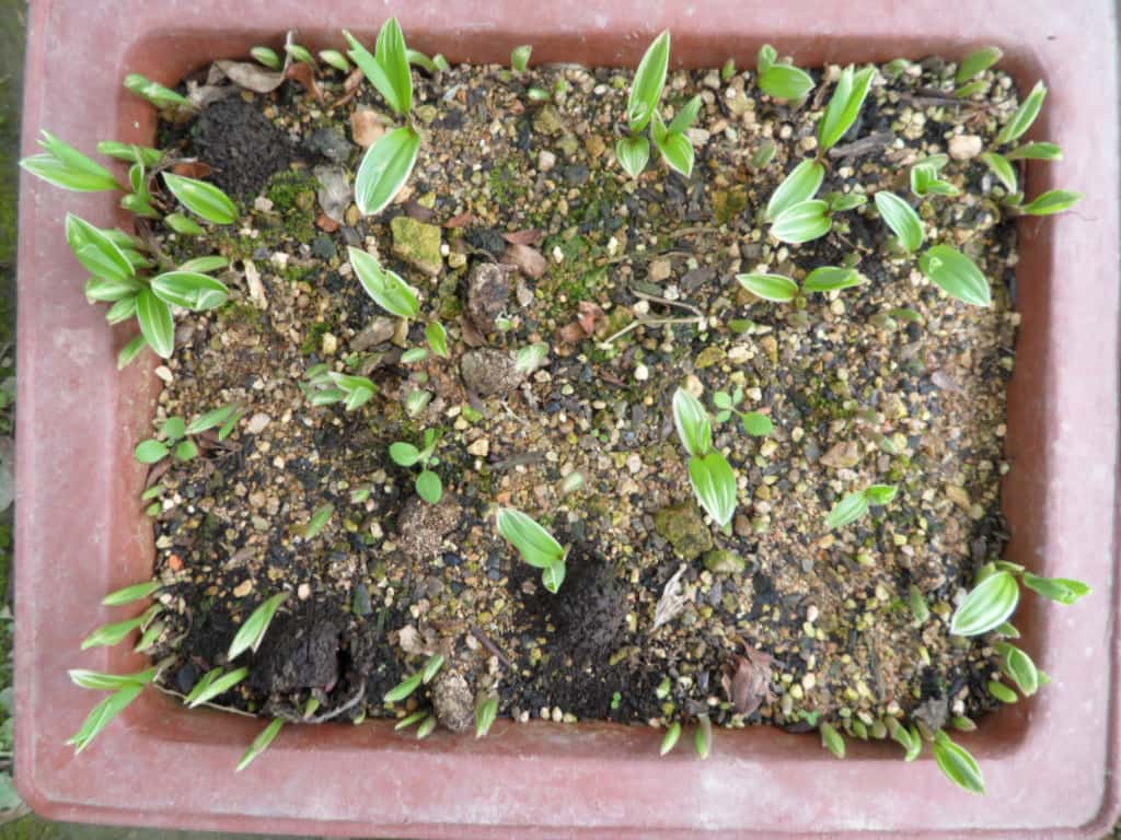 애기나리 1