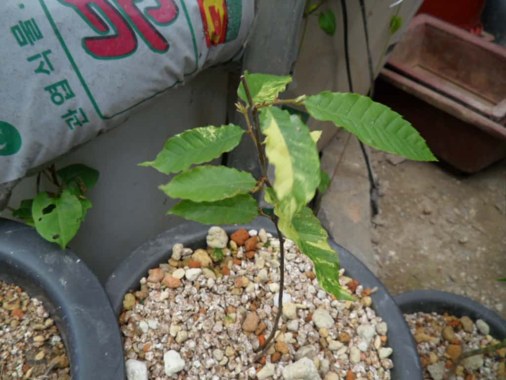 밤나무 3