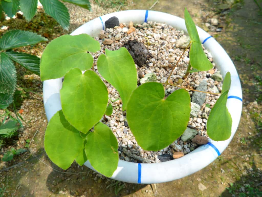 삼치구엽초 1