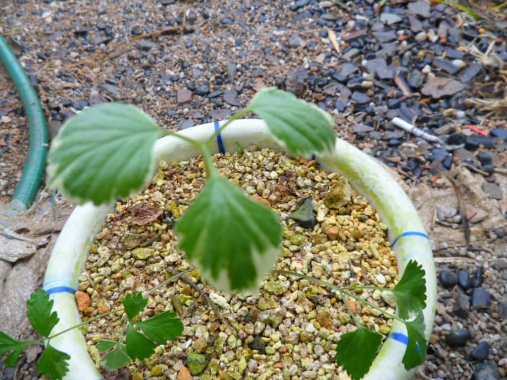 ? 1