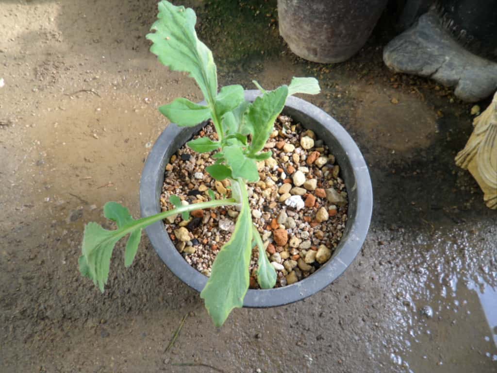 ? 1