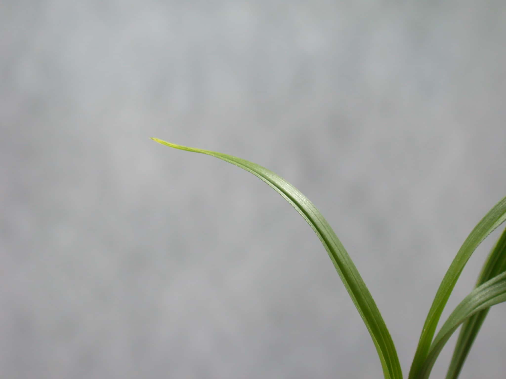 황산반 2