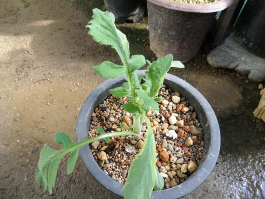 ? 3