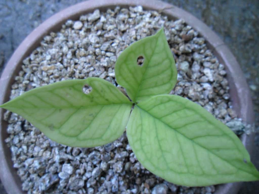 천남성 1