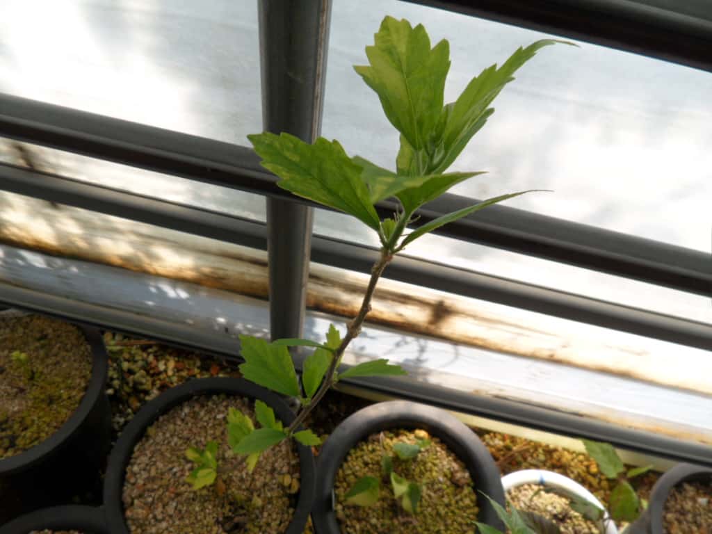 무궁화 1