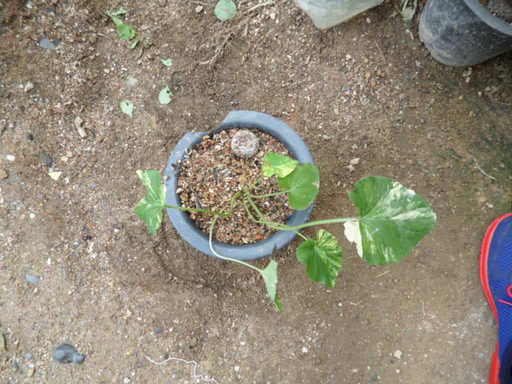 제비꽃 3