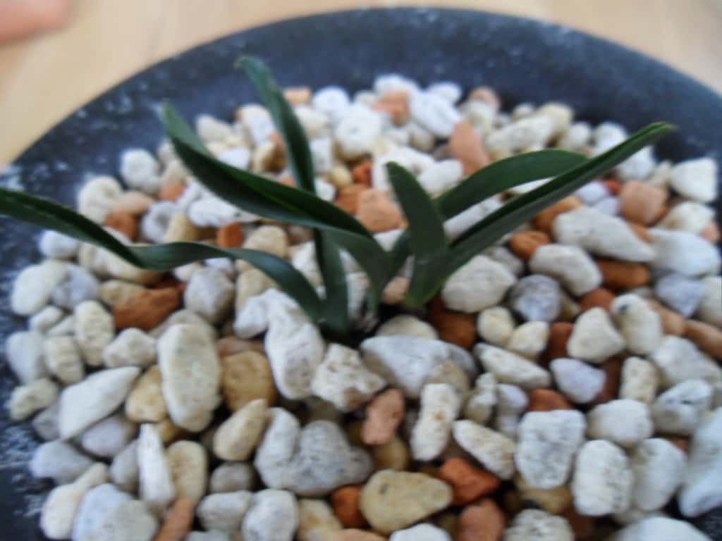 산채 철갑단엽 1