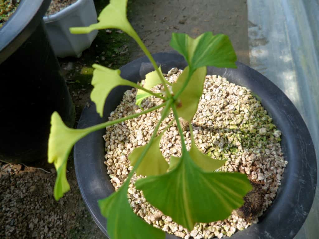 은행나무 1