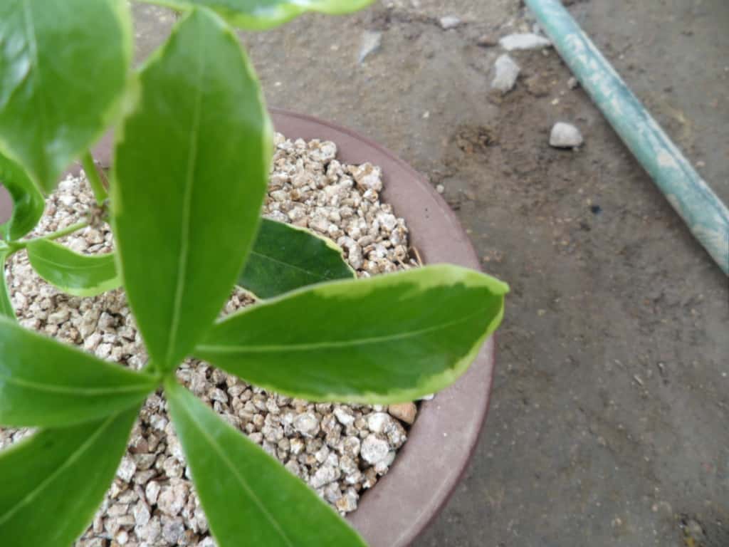 천리향 3