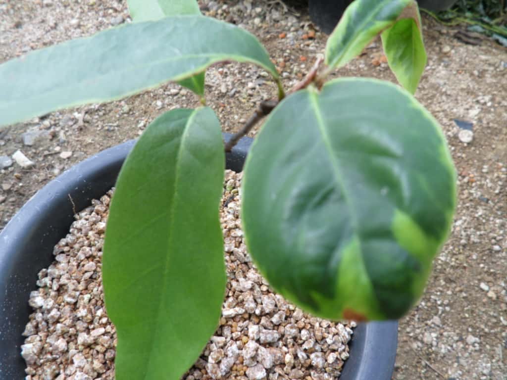 참가시나무 1