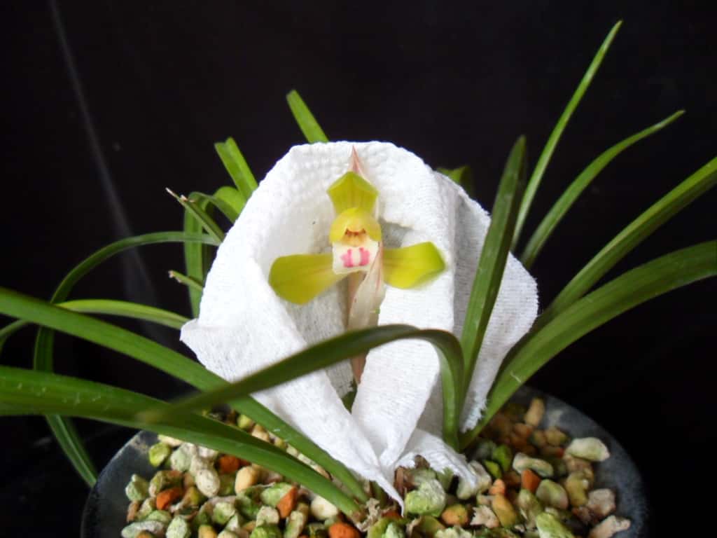 황화 1