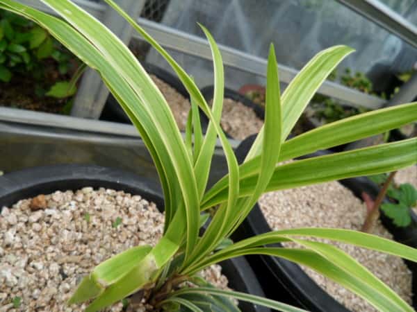맥문동 2
