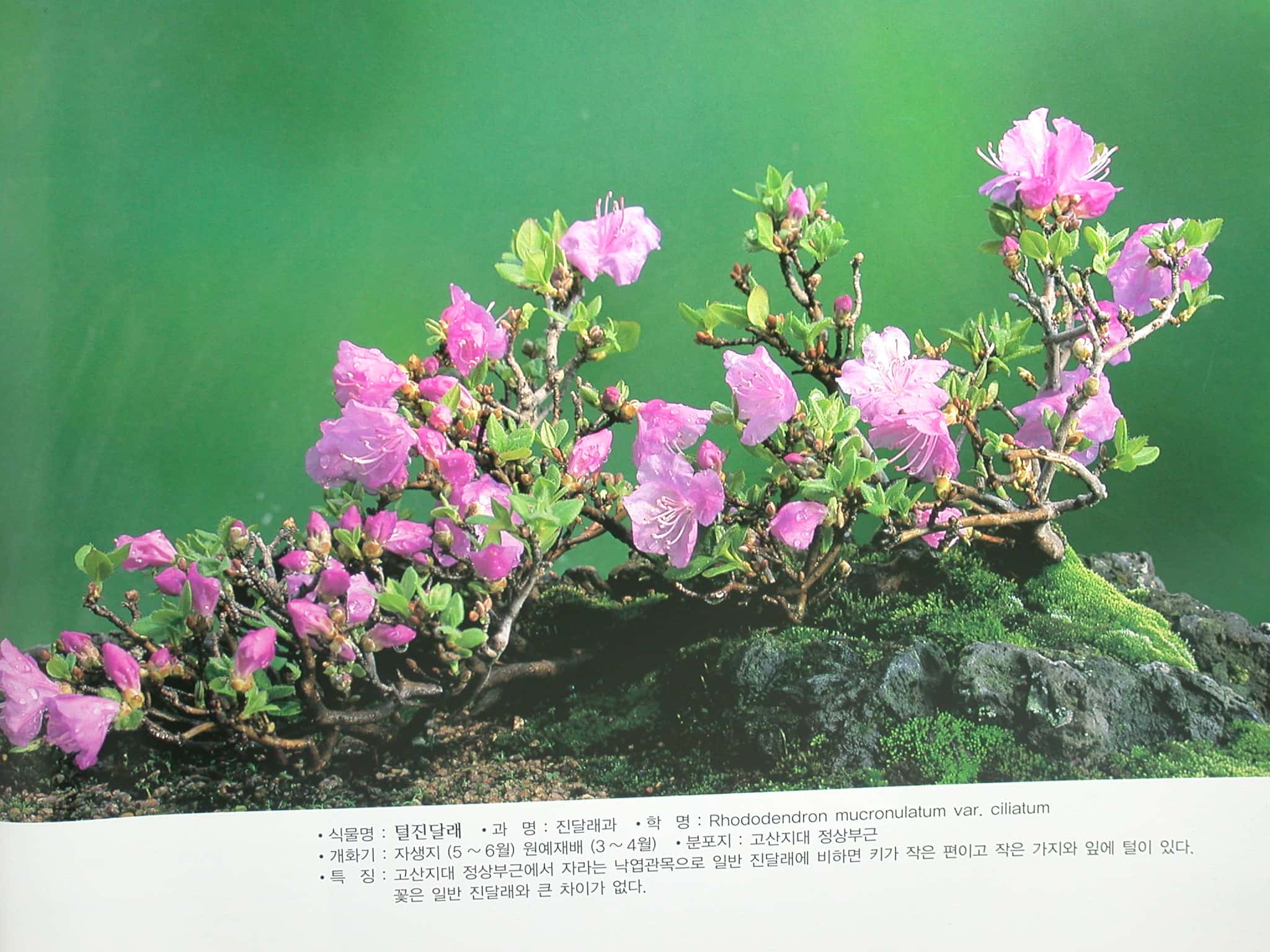 털진달래 1