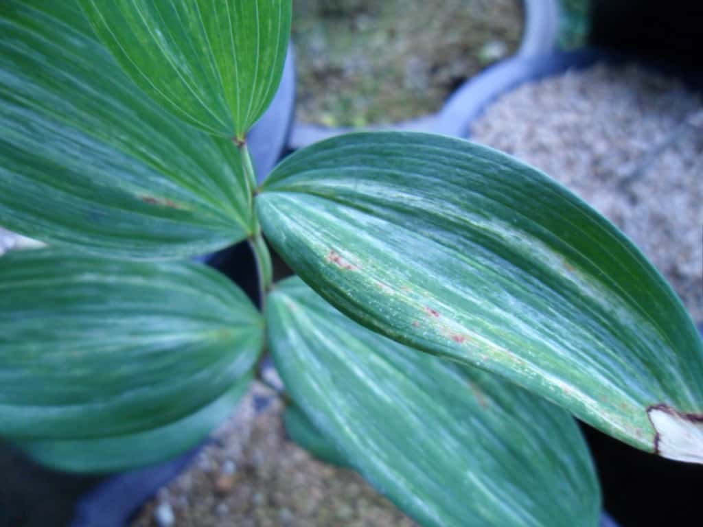 둥글래 1