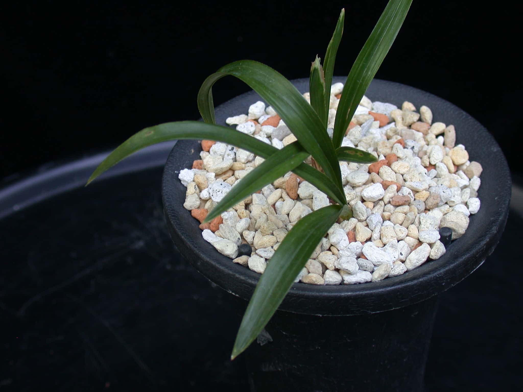 수정 복륜 1