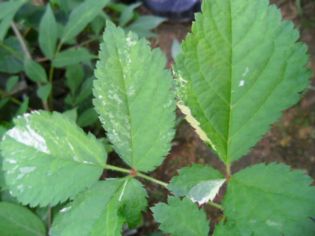 ? 1