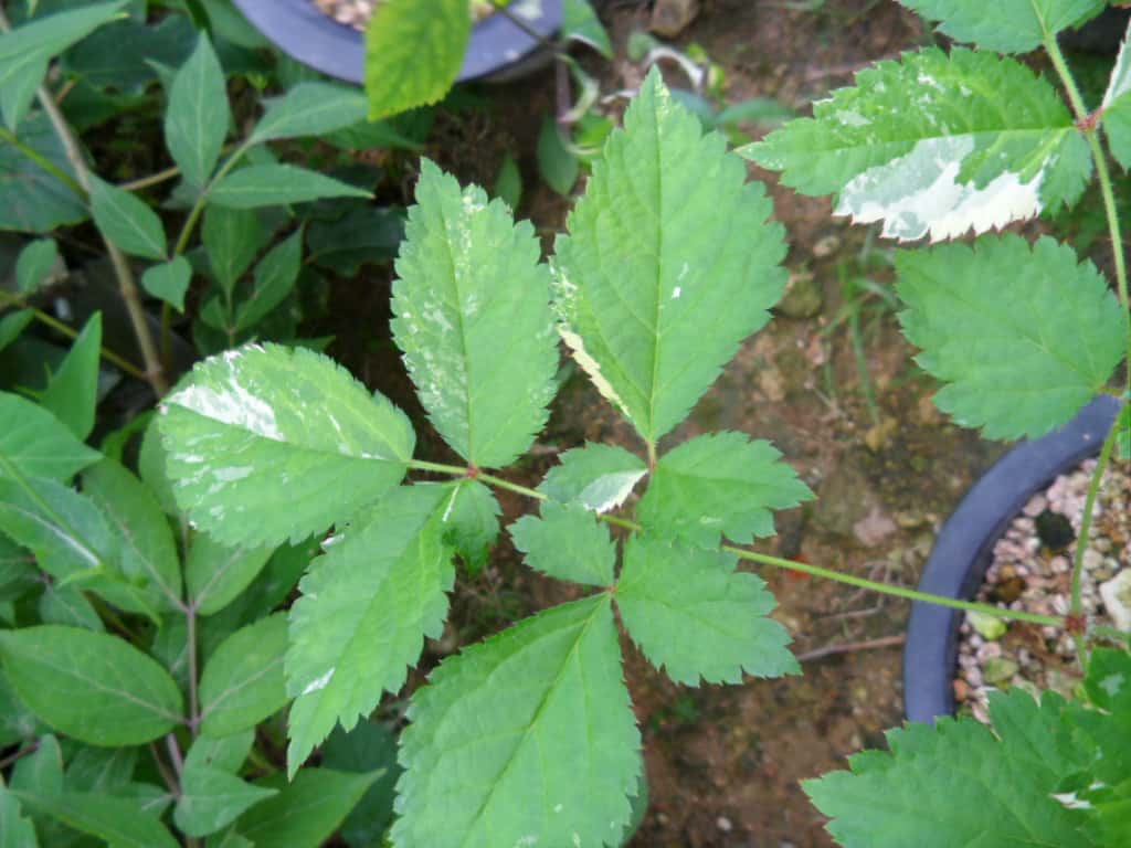 ? 2