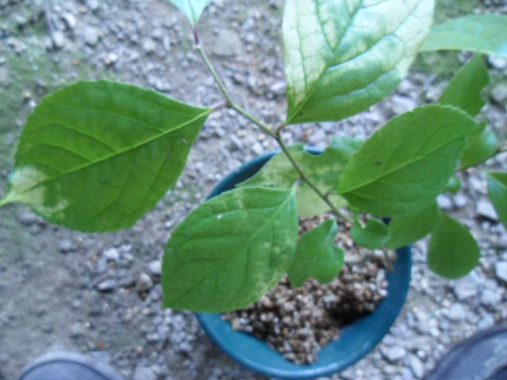 ? 3