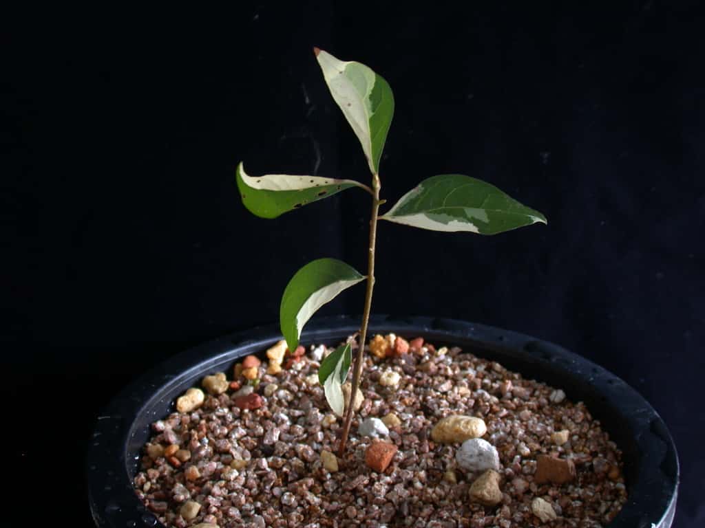 ? 1