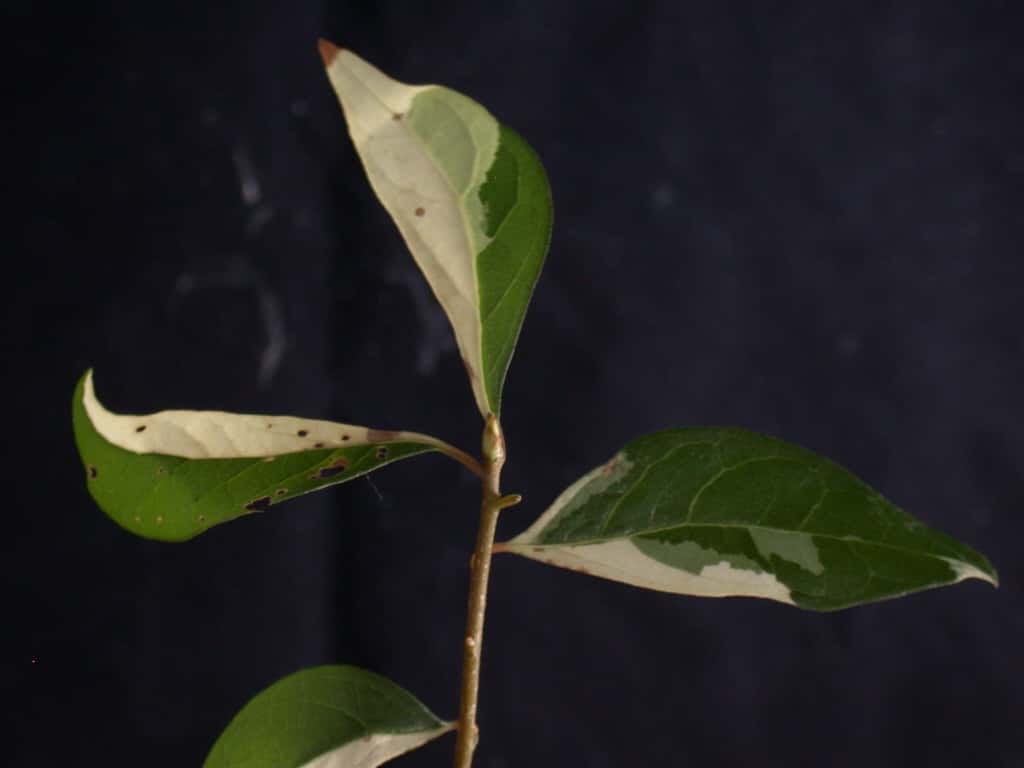 ? 2