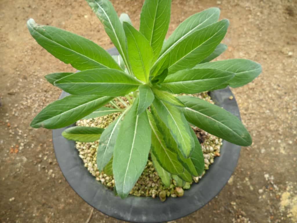 ? 1