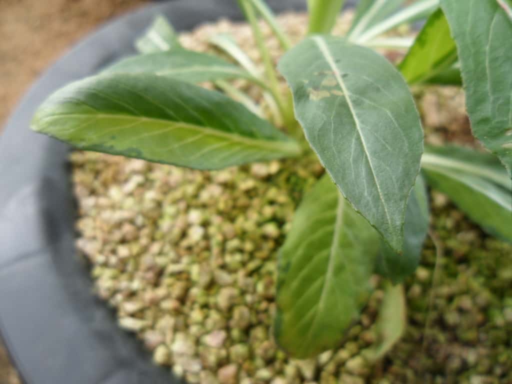 ? 3