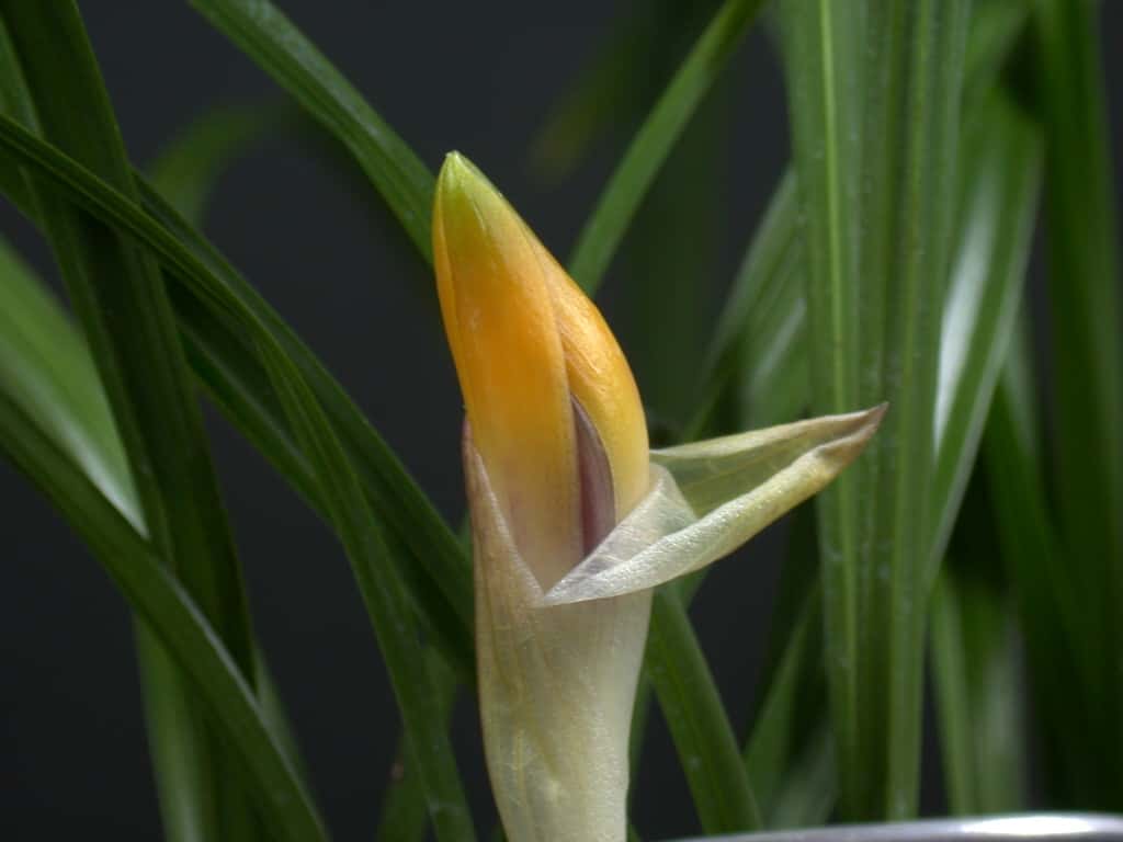 주홍화 2