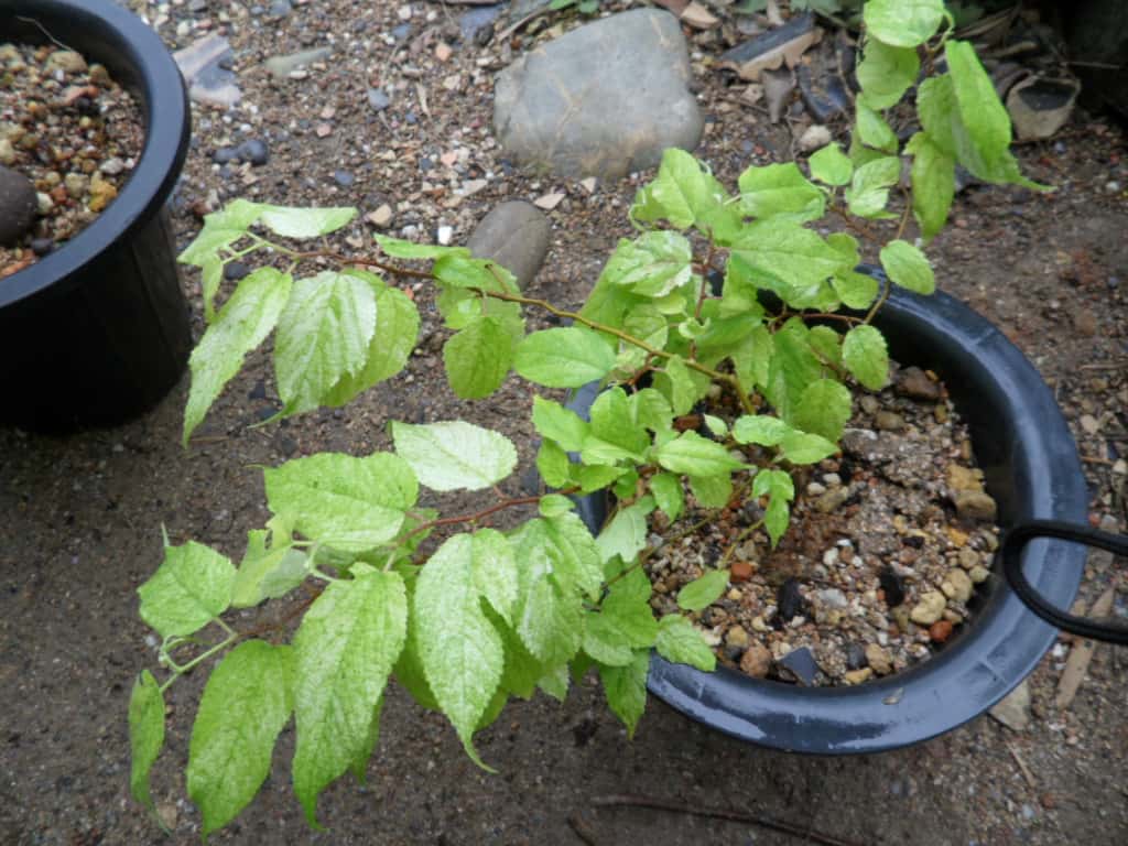 닥나무 3