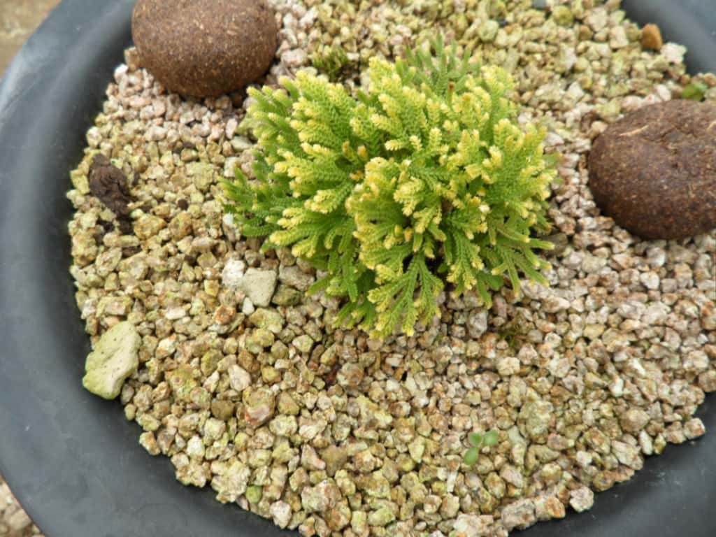 바위손 2