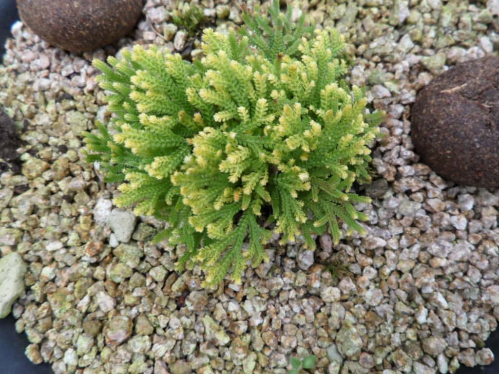 바위손 3