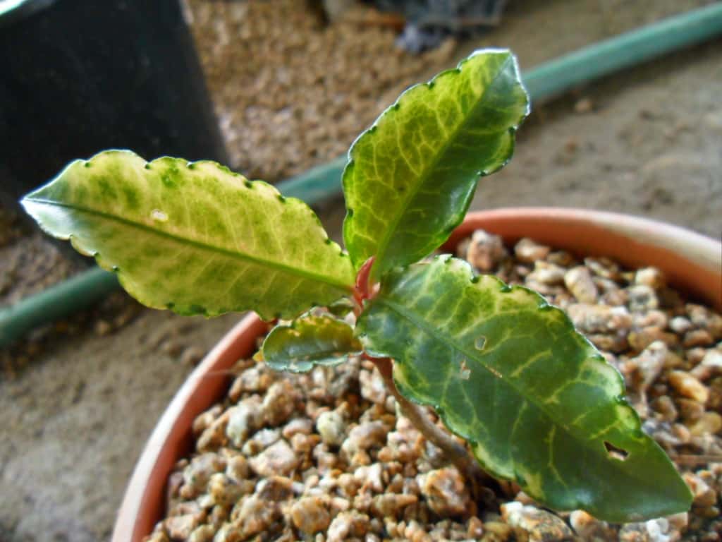 백량금 3