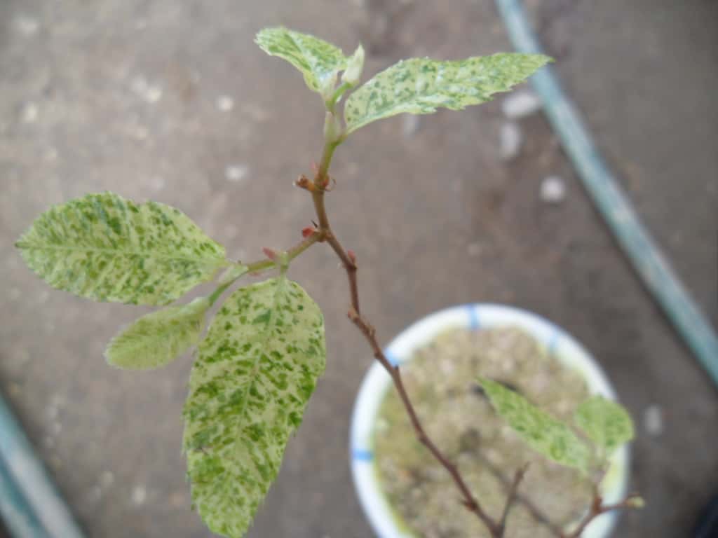 밤나무 2