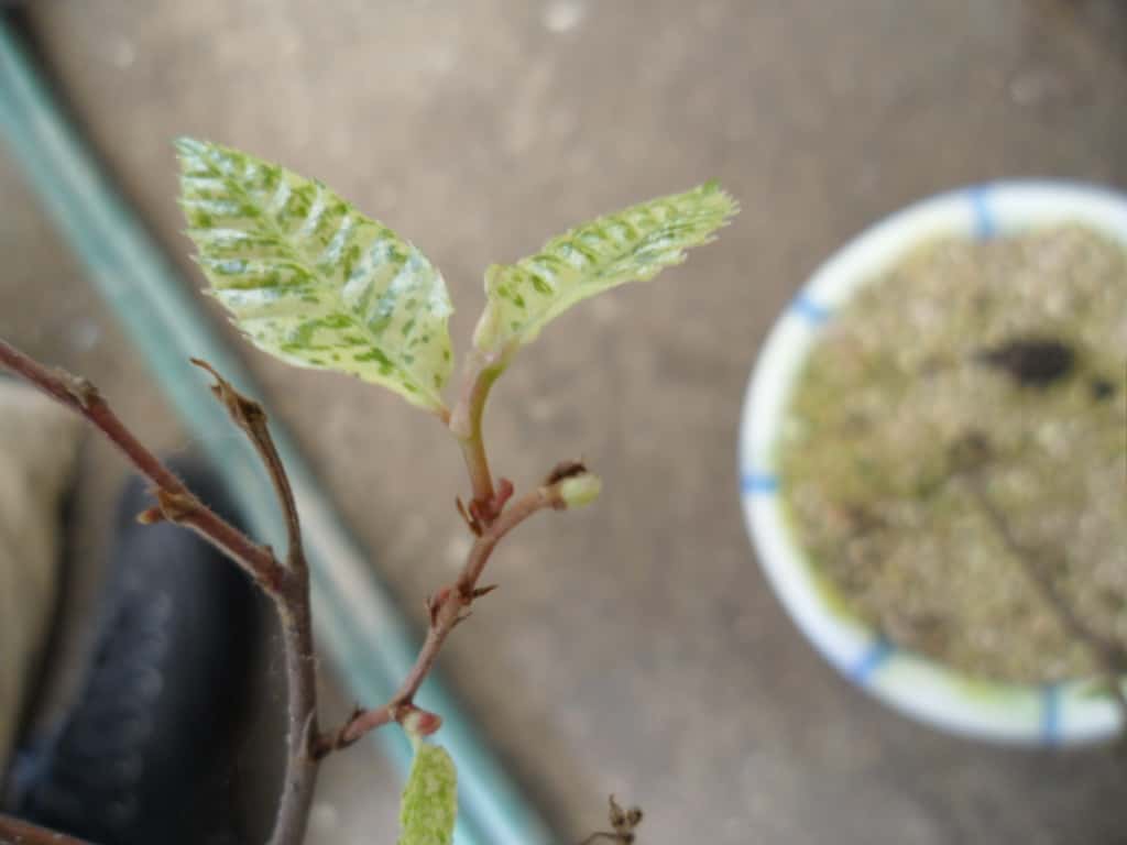 밤나무 3