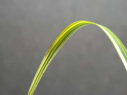 황호 2