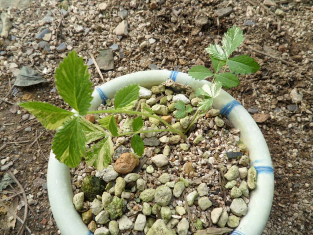 ? 1