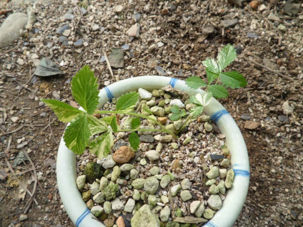 ? 3