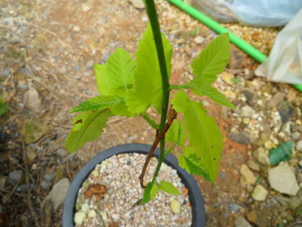 산딸나무 3