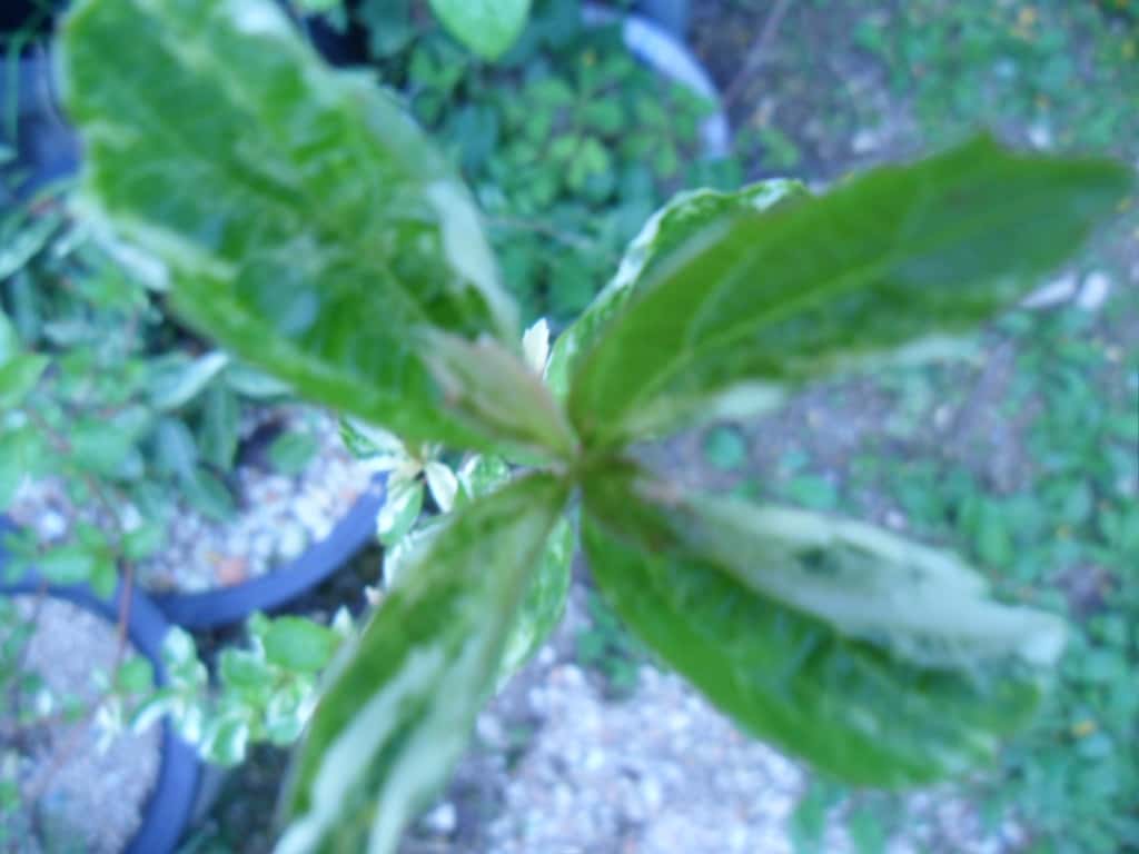 ? 3