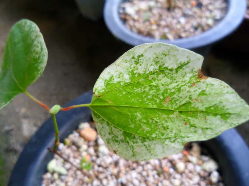 생강나무 1