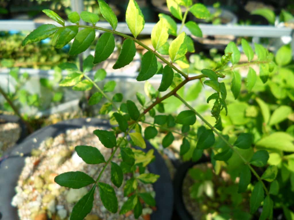 산초나무 3