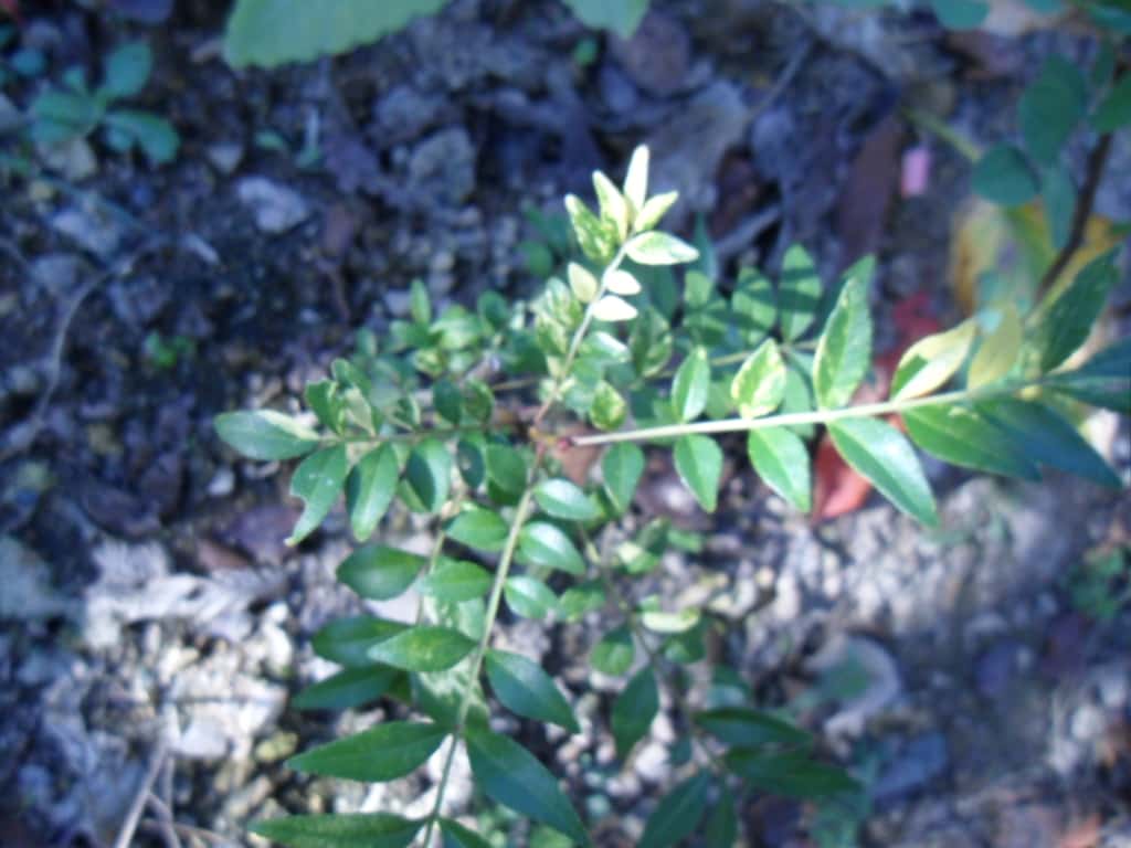 산초나무 2
