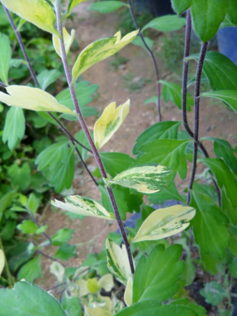산국화 1