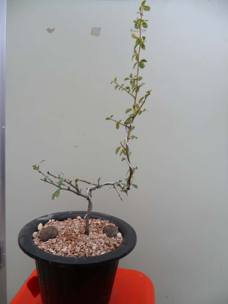 피라칸산스 1